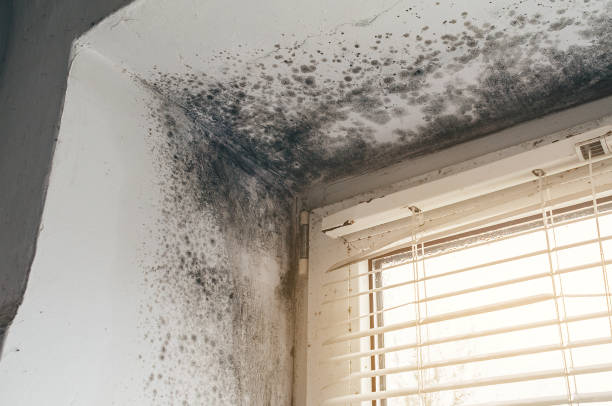 Affordable Black Mold Remediation solutions in Fairview, NY